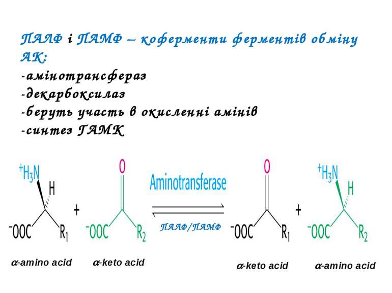 ПАЛФ і ПАМФ – коферменти ферментів обміну АК: -амінотрансфераз -декарбоксилаз...