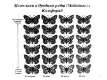 Метелики підродини рябці (Melitainae) з Каліфорнії *
