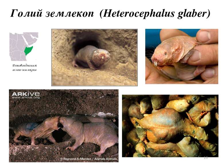 Голий землекоп  (Heterocephalus glaber) Розповсюдження голого землекопа *