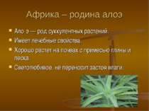 Африка – родина алоэ Ало э — род суккулентных растений. Имеет лечебные свойст...