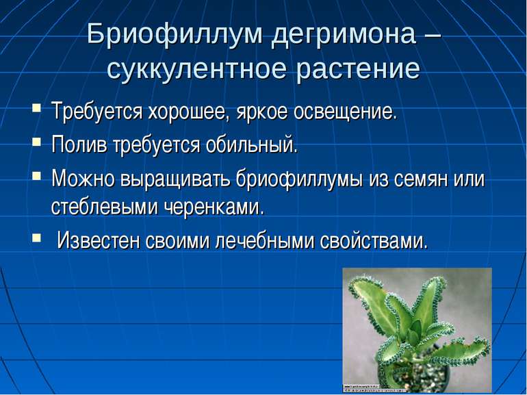 Бриофиллум дегримона – суккулентное растение Требуется хорошее, яркое освещен...
