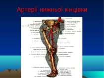 Артерії нижньої кінцівки