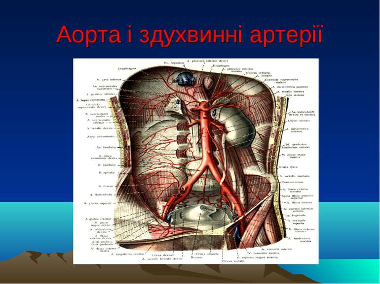 Аорта і здухвинні артерії