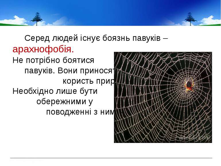 Серед людей існує боязнь павуків – арахнофобія. Не потрібно боятися павуків. ...