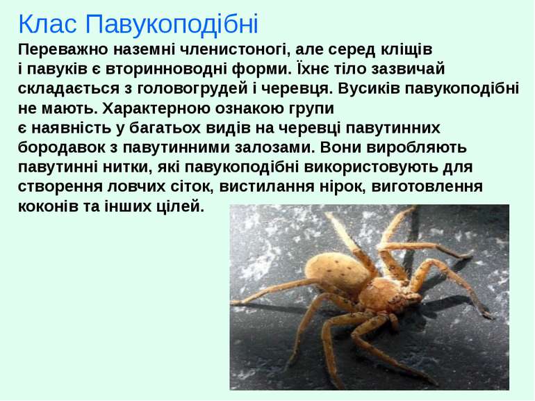 Клас Павукоподібні Переважно наземні членистоногі, але серед кліщів і павуків...