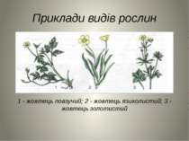 Приклади видів рослин 1 - жовтець повзучий; 2 - жовтець язиколистий; 3 - жовт...
