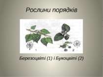 Рослини порядків Березоцвіті (1) і Букоцвіті (2)