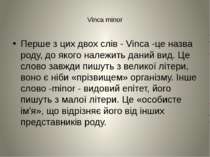 Vinca minor Перше з цих двох слів - Vinca -це назва роду, до якого належить д...