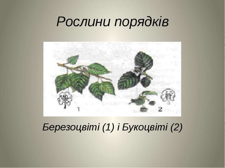 Рослини порядків Березоцвіті (1) і Букоцвіті (2)