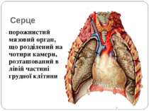 Серце - порожнистий мязовий орган, що розділений на чотири камери, розташован...