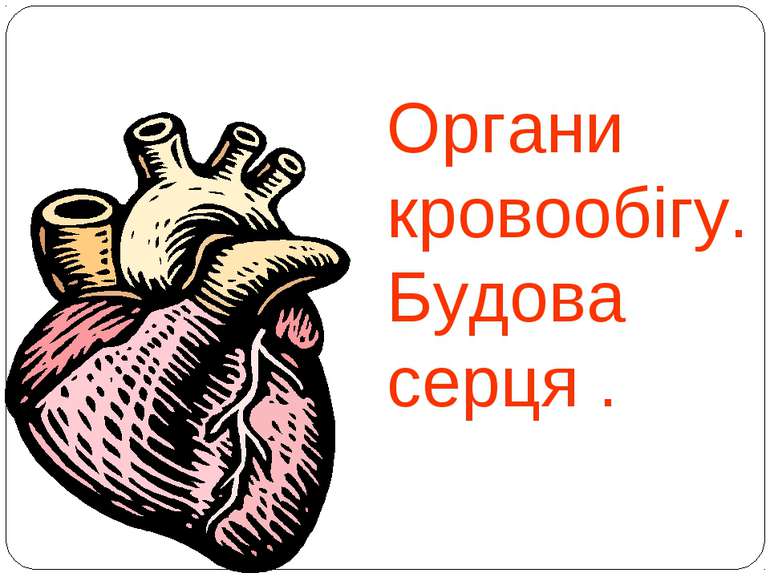 Органи кровообігу.Будова серця .