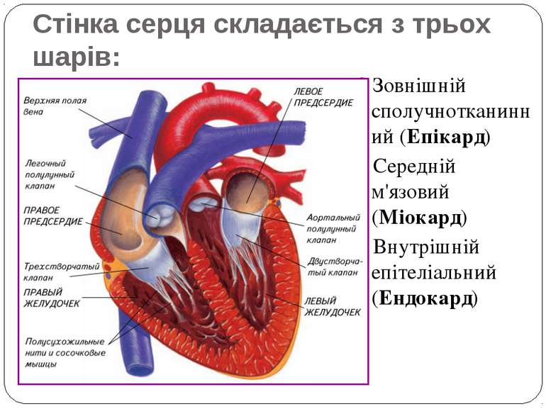Стінка серця складається з трьох шарів: Зовнішній сполучнотканинний (Епікард)...