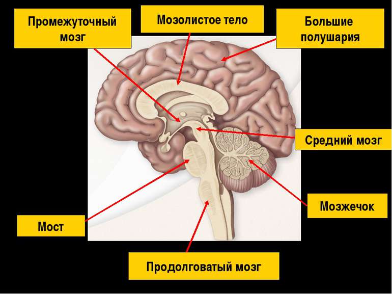 Продолговатый мозг Мост Мозжечок Средний мозг Промежуточный мозг Большие полу...