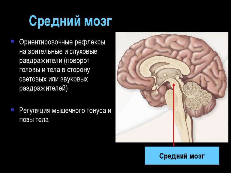 Средний мозг Ориентировочные рефлексы на зрительные и слуховые раздражители (...