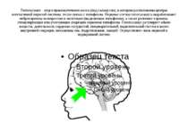 Гипоталамус - отдел промежуточного мозга (под таламусом), в котором расположе...