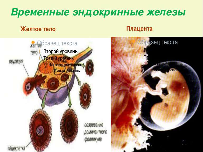 Временные эндокринные железы Желтое тело Плацента