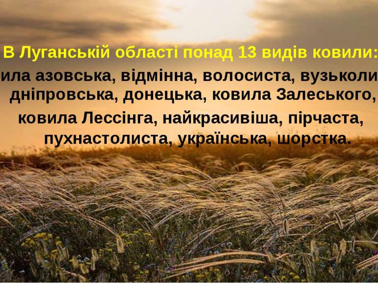 В Луганській області понад 13 видів ковили: ковила азовська, відмінна, волоси...