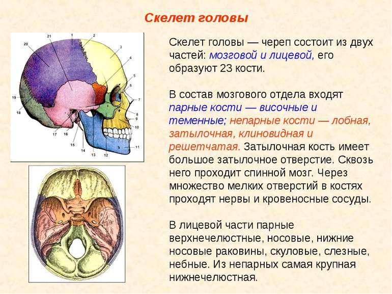 Скелет головы Скелет головы — череп состоит из двух частей: мозговой и лицево...