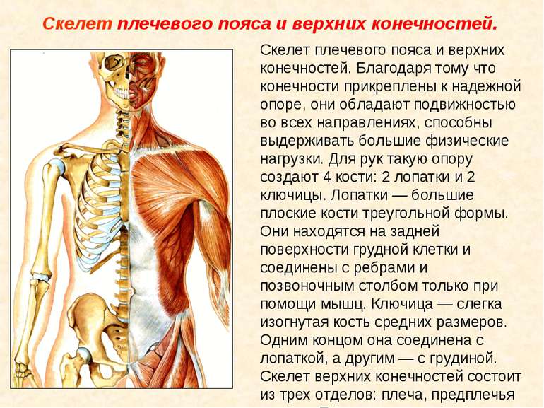 Скелет плечевого пояса и верхних конечностей. Скелет плечевого пояса и верхни...