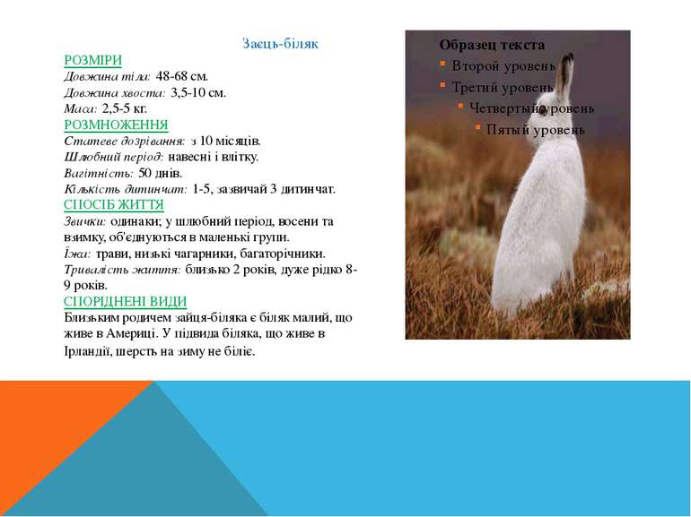   Заєць-біляк  РОЗМІРИ  Довжина тіла: 48-68 см.  Довжина хвоста: 3,5-10 см.  ...