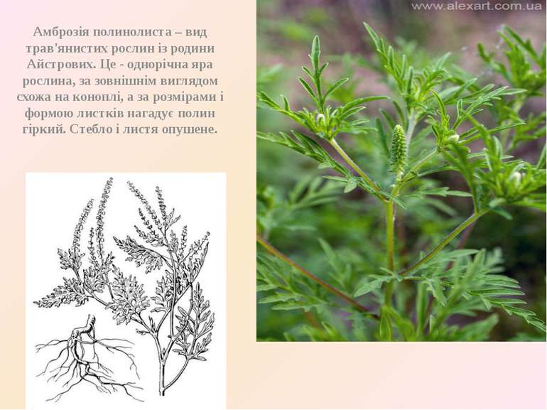 Амброзія полинолиста – вид трав'янистих рослин із родини Айстрових. Це - одно...