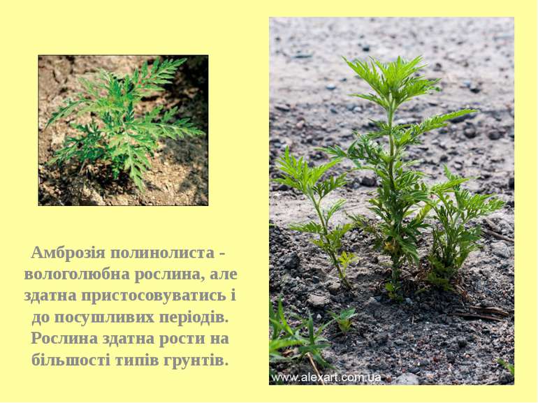 Амброзія полинолиста - вологолюбна рослина, але здатна пристосовуватись і до ...