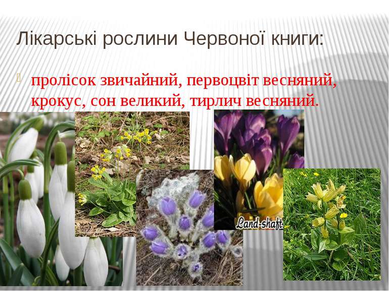 Лікарські рослини Червоної книги: пролісок звичайний, первоцвіт весняний, кро...