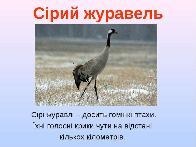Сірий журавель Сірі журавлі – досить гомінкі птахи. Їхні голосні крики чути н...