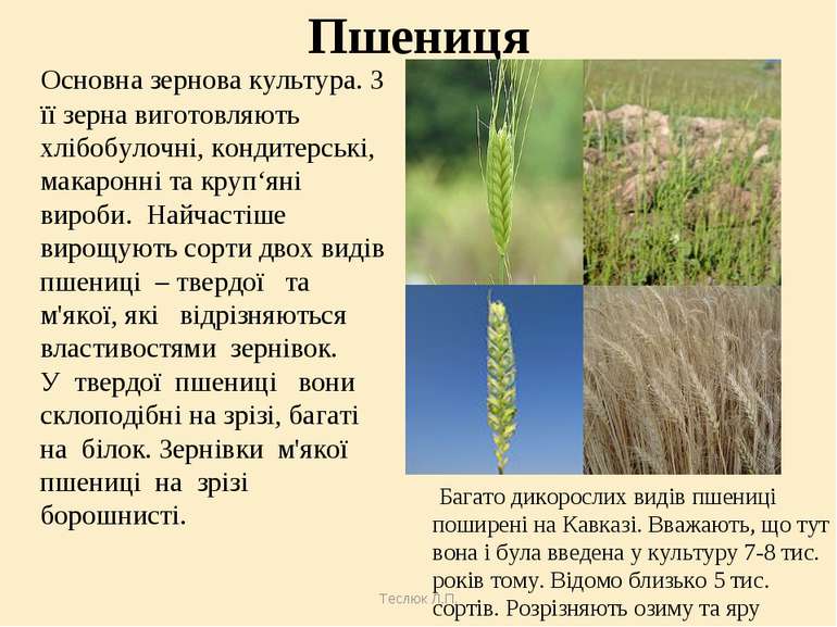 Теслюк Л.П. Пшениця Основна зернова культура. З її зерна виготовляють хлібобу...