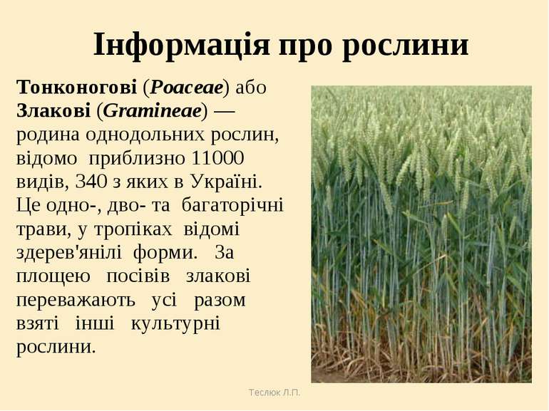 Теслюк Л.П. Інформація про рослини Тонконогові (Poaceae) або Злакові (Gramine...