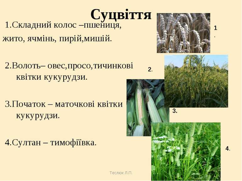 Теслюк Л.П. Суцвіття 1.Складний колос –пшениця, жито, ячмінь, пирій,мишій. 2....