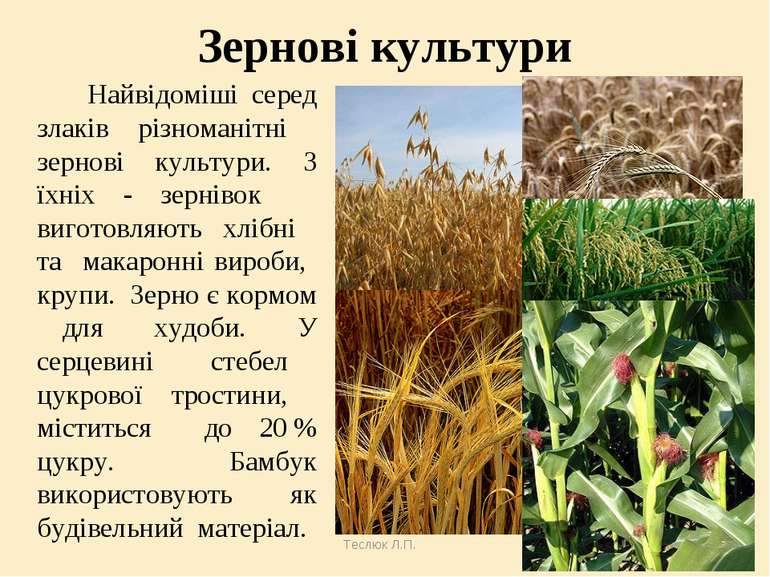 Теслюк Л.П. Зернові культури Найвідоміші серед злаків різноманітні зернові ку...