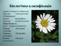 Біологічна класифікація Домен: Еукаріоти (Eukaryota) Царство: Зелені рослини ...