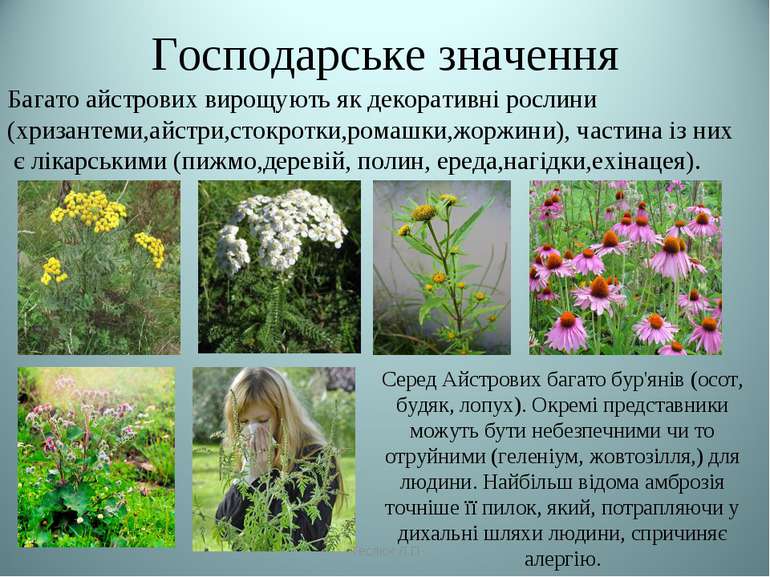 Господарське значення Багато айстрових вирощують як декоративні рослини (хриз...