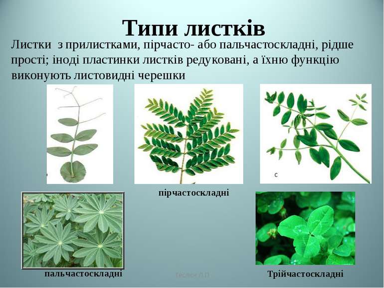 Типи листків пірчастоскладні пальчастоскладні трійчастоскладні Теслюк Л.П Лис...