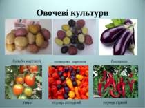 Овочеві культури бульби картоплі баклажан томат перець солодкий перець гіркий...