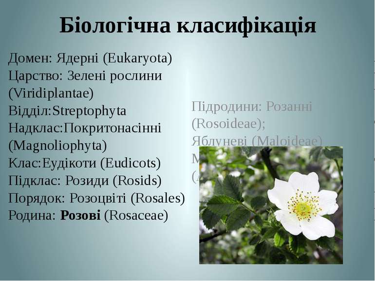 Біологічна класифікація Домен: Ядерні (Eukaryota) Царство: Зелені рослини (Vi...