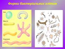 Форми бактеріальних клітин