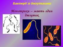 Бактерії зі джгутиками Монотрихи – мають один джгутик