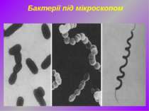 Бактерії під мікроскопом