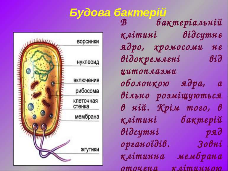В бактеріальній клітині відсутнє ядро, хромосоми не відокремлені від цитоплаз...
