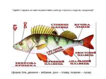 Підбийте підсумок,які пристосування мають риби до існування у водному середов...