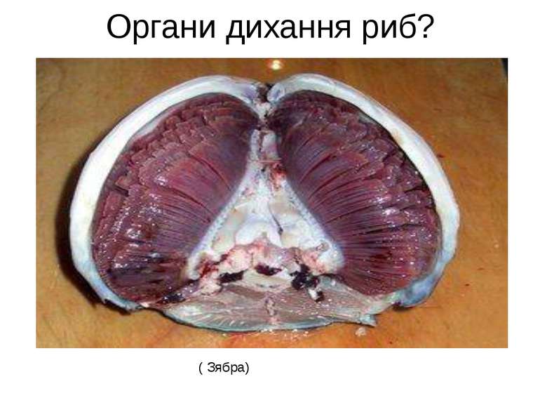 Органи дихання риб? ( Зябра)