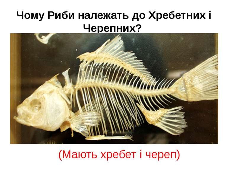 Чому Риби належать до Хребетних і Черепних? (Мають хребет і череп)