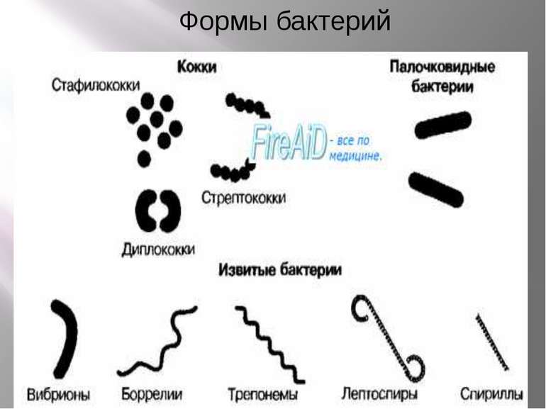 Разнообразие форм прокариот: 1 - кокк; 2 - диплококк; 3 - сардина; 4 - стрепт...