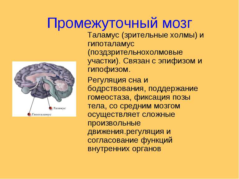 Промежуточный мозг Таламус (зрительные холмы) и гипоталамус (поздзрительнохол...