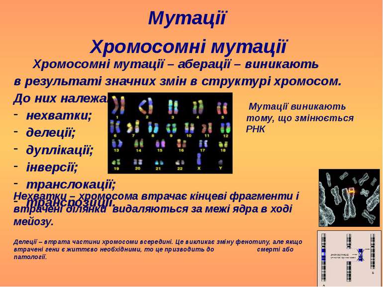 Мутації Хромосомні мутації Хромосомні мутації – аберації – виникають в резуль...
