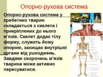 Опорно-рухова система у хребетних тварин складається з скелета і прикріплених...
