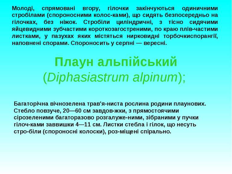 Плаун альпійський (Diphasiastrum alpinum); Молоді, спрямовані вгору, гілочки ...