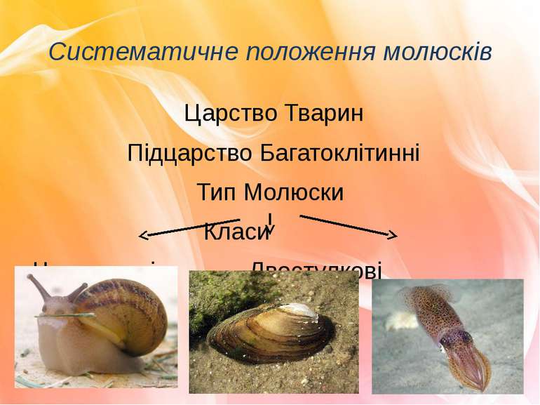 Реферат: Фауна прісноводних черевоногих молюсків